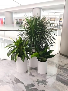 想租花木？宁波这家公司超靠谱！